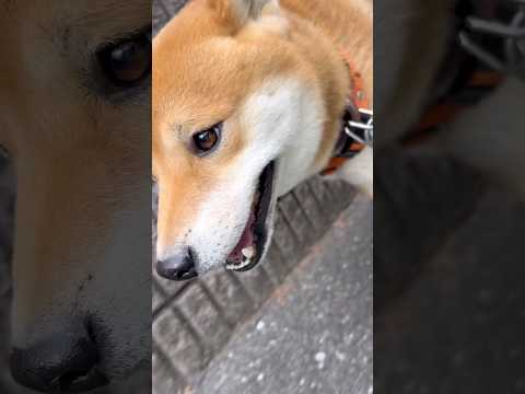 騙したわけじゃないんだよ、とん君。ごめーーん😆　柴犬　柴犬とん サムネイル