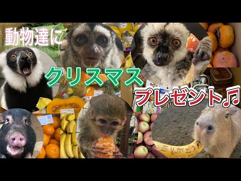 動物達に届いた早めのクリスマスプレゼント♫沢山のプレゼントありがとうございました！！ サムネイル
