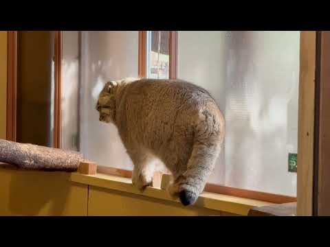 お部屋のロータスくん　マヌルネコ　埼玉県こども動物自然公園にて　2026年3月7日 サムネイル