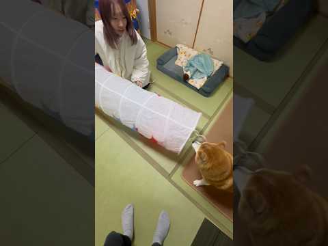 柴犬福 流石にトンネルは生きてないだろうと思いドン引き柴犬🤣Sis and Shiba🤣姉と柴 shorts japa… サムネイル