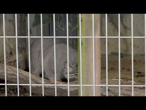 エルくん それはミーニャちゃんの匂い？自分の匂い？🤭　マヌルネコ　東山動植物園にて　2025年12月15日 サムネイル