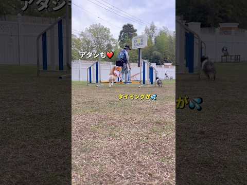 遊び🐶🐶🐾柴犬 チワワ shorts サムネイル