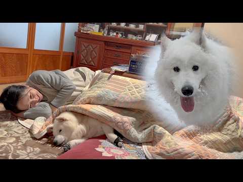雪遊びに夢中でヒゲが凍るサモエド＆こたつが天国過ぎて抜け出せなくなった柴犬 サムネイル