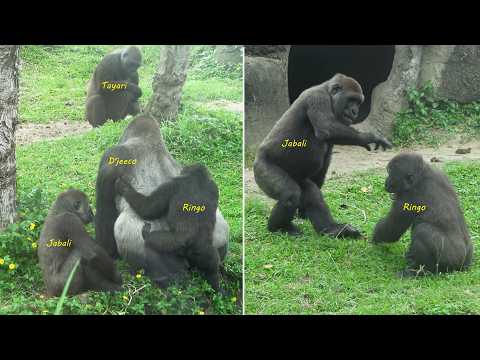 Gorilla D'jeeco family 互動 / Ringo打擾dad D'jeeco休息。Tayari Jab…