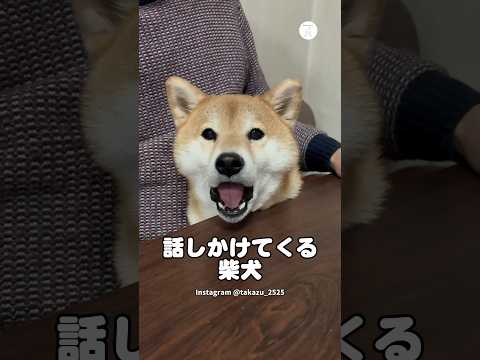 何かを必死に伝えてくる柴犬　柴犬　犬　かわいい かわいい犬 犬のいる暮らし サムネイル