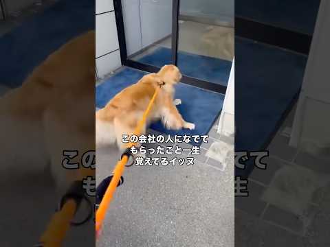 ここの会社の人になでてもらったこと一生覚えてるwww ゴールデンレトリバー 撫でられ待ち 大型犬 shorts サムネイル