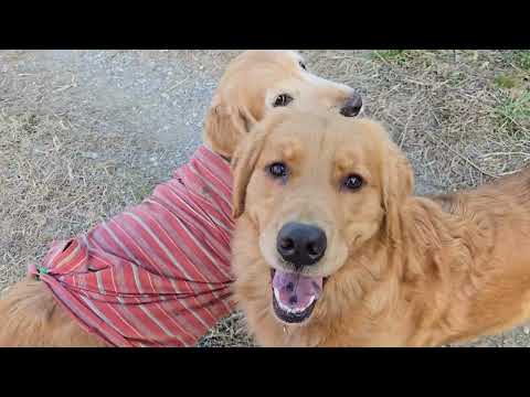ゴールデンレトリバー暴れた後のゆっくりとした時間。ゴールデンレトリバー goldenretriever 大型犬のいる生… サムネイル