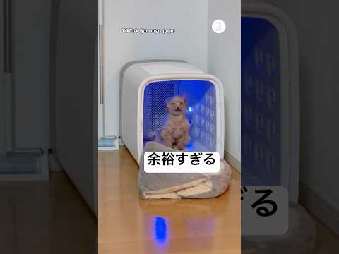 余裕すぎる。シャンプー後の専用ドライヤーでこの表情　　犬　いぬ　面白い　犬のいる暮らし かわいい犬 サムネイル