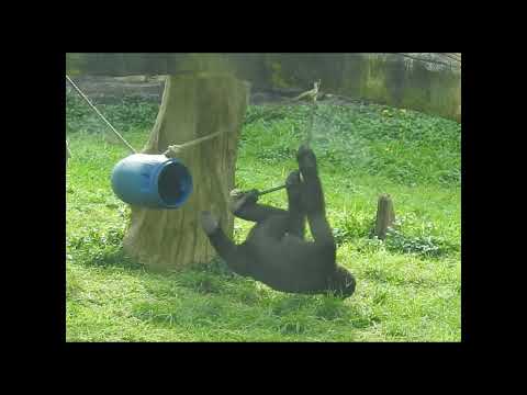 swing.crosses his legs.gorilla Tayari 15y2m old aunt & neph… サムネイル