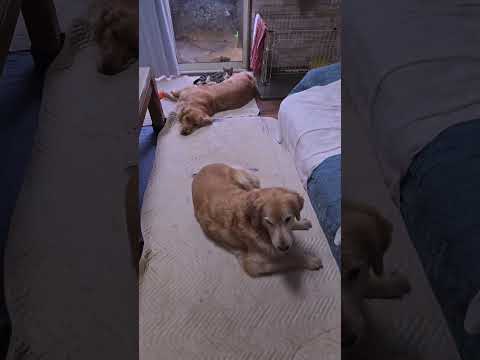 犬も猫も退屈な雨の朝 ゴールデンレトリバー 大型犬のいる生活 goldenretriever cat dog ibuk…