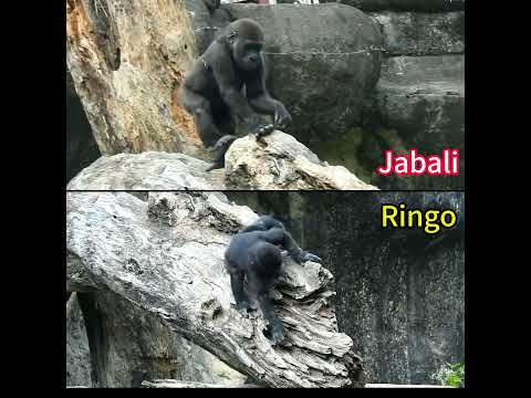 little gorilla brothers Jabali 2y1m old & Ringo 1y7m old. s… サムネイル