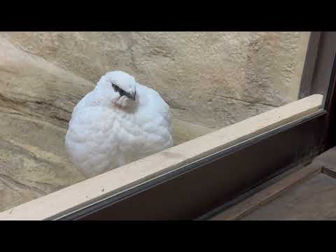 ニホンライチョウボーイとガール　那須どうぶつ王国にて　2026年1月11日 サムネイル