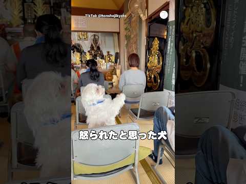 お寺で怒られたと思った犬　　犬　いぬ　犬のいる暮らし 面白い犬　面白い サムネイル