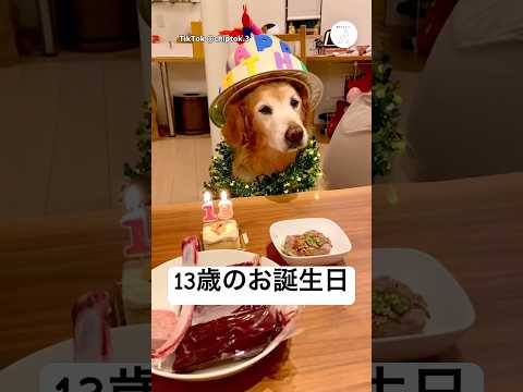 13歳、特別な日　ゴールデンレトリバー 大型犬　犬　かわいい犬 犬のいる暮らし サムネイル