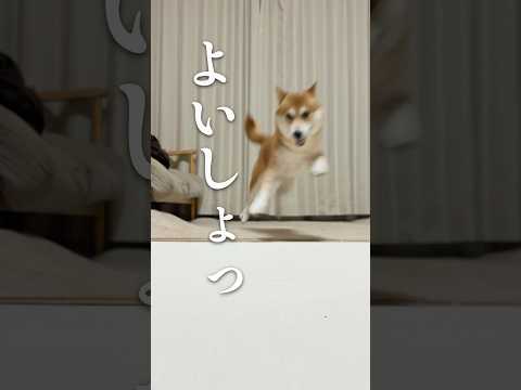 音速の貴公子とのムーブメント 柴犬 アテレコ 犬 サムネイル