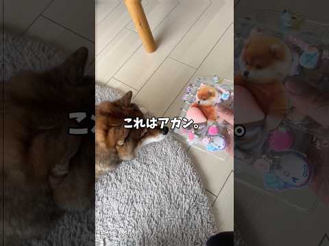 オヤツを食べて焦る🐕柴犬 サムネイル