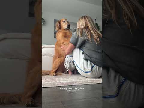 coming home to my golden retriever🥵 goldenretreiver dog ind… サムネイル