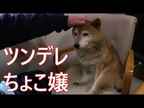【1089】過去映像：ツンデレな柴犬さん サムネイル