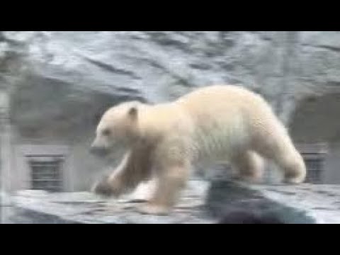 おっと！危ない😅モモ太くん💦　  ホッキョクグマの親子　秋田県男鹿水族館GAOにて2026年5月1日 サムネイル