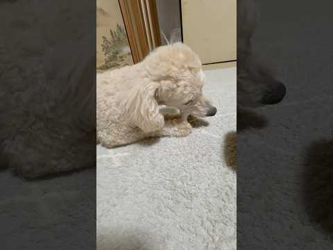 shorts タローちゃん　ただいま〜　トイプードル　2026年2月2日 サムネイル