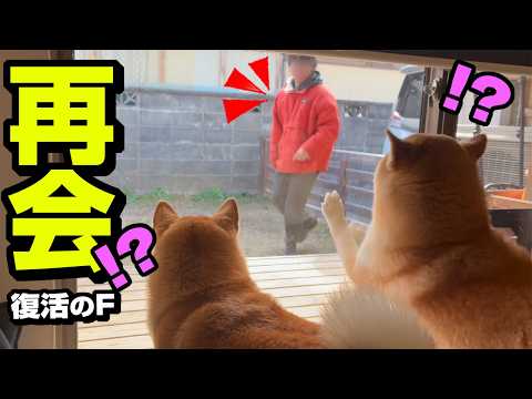 突然1ヶ月ぶりの兄が庭に現れたら柴犬姉妹の反応がヤバすぎ… サムネイル