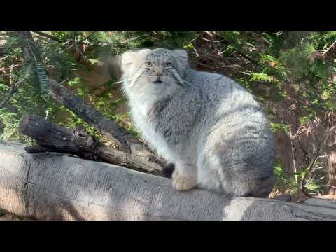 いろいろ確認する場所があるナゴムくん🤭　マヌルネコ　那須どうぶつ王国にて　2026年1月4日 サムネイル