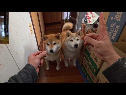 2026年6月9日(火) 台所でガサゴソ音がしてると飛んでくる食いしん坊たち サムネイル
