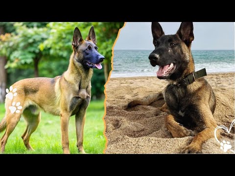 Top 4 Reasons Belgian Malinois Outperform Other Dog Breeds サムネイル