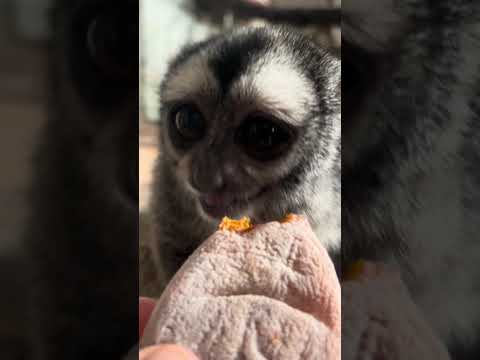 初めての干し柿を味わうヨザルのよっちゃん♪動物 おばあちゃん 癒し サムネイル