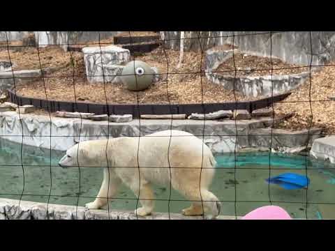 フブキくんのモグモグ タイムの様です〜☺️    ホッキョクグマ　東山動植物園にて　2026年3月13日 サムネイル