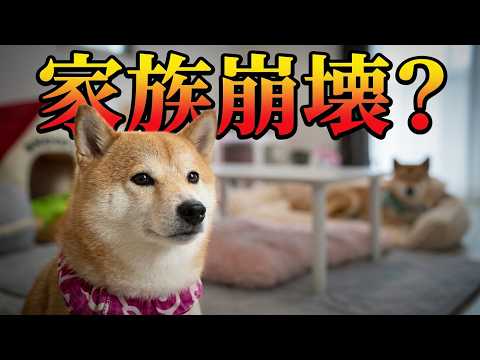 ソファから頑なに動かない柴犬が原因で、4兄妹の空気が最悪になりました・・・