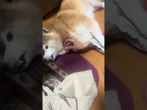 柴犬福 母の前で強がるマザコン柴犬🤣Bad boy🤣shorts funnydog funny 柴犬 shibainu… サムネイル