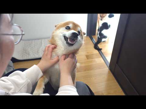 二ヶ月前に大怪我したママ…久々に柴犬が独占した結果が、これ サムネイル