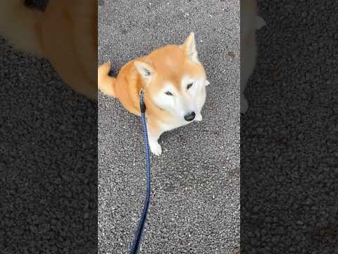 柴犬福 外でも立てこもり(？)を発動するたてち🤣Sister and Shiba🤣姉と柴 shorts funny f… サムネイル