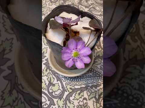 shorts 雪割草が綺麗です♪ サムネイル