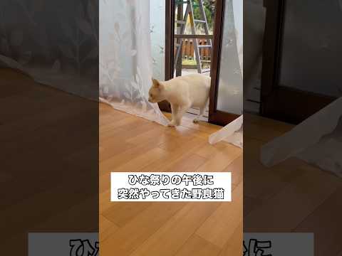 野生のニホンザルから助けを求めるように突然やってきた野良猫が大声で鳴いているのかと思ったら⋯赤ちゃんを身籠っていた。… サムネイル