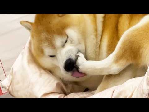 左後ろ足が反抗期に入った柴犬 サムネイル