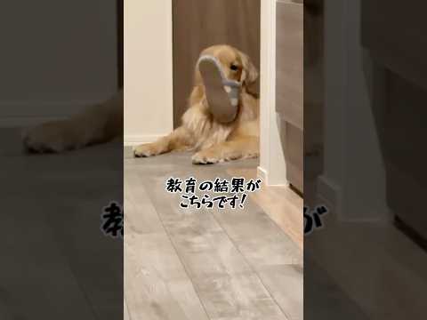 嫌われ(て)るよ 大型犬 ゴールデンレトリバー サムネイル