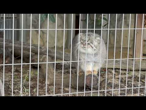 エルくん アニャ〜っと一旦帰る　マヌルネコ　東山動植物園にて　2025年12月12日 サムネイル