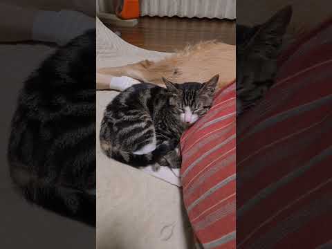 深夜26時のビスとイロハ+キビ  ゴールデンレトリバー 子ネコ 大型犬のいる生活 癒し goldenretriever… サムネイル