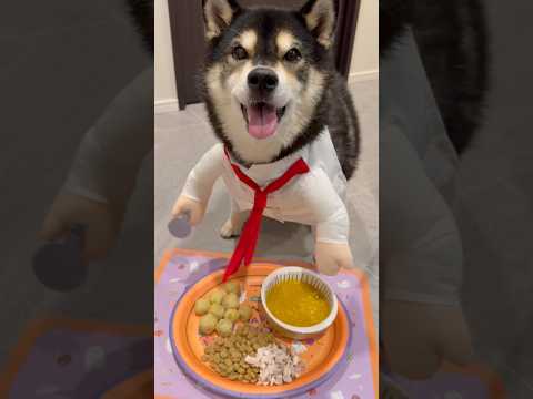 HappyHalloween🎃👻　halloween 柴犬 サムネイル