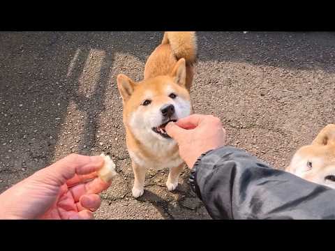 2026年3月10日(火) 新しいおやつはちぎってほしい慎重派 サムネイル