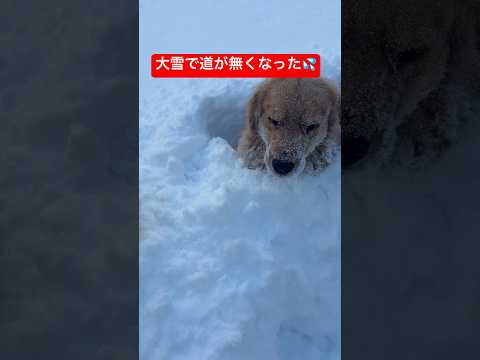 総出で道を作ってもらってます🛣️shorts ゴールデンレトリバー グレートピレニーズ 犬 サムネイル