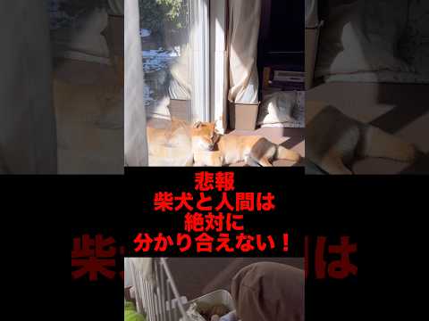 柴犬と人間は絶対に分かり合えないw 柴犬　柴犬とん サムネイル
