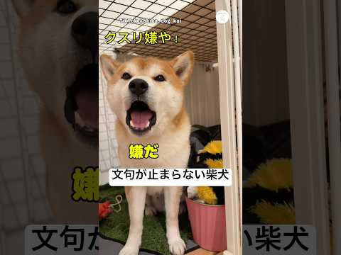 薬嫌や…文句が止まらない柴犬😂　柴犬　犬　面白い　犬のいる暮らし かわいい犬 サムネイル