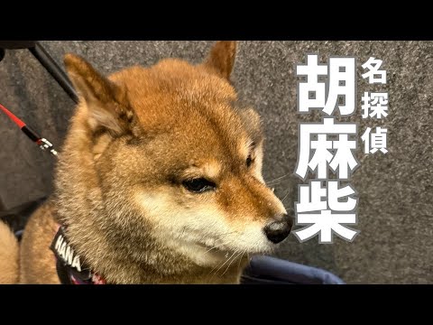 飼い主の巧妙？なトリックを暴く🐕柴犬 サムネイル