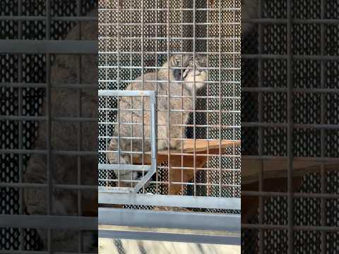 shorts マヌルネコのイーリスくん　王子動物園　2025年12月27日 サムネイル