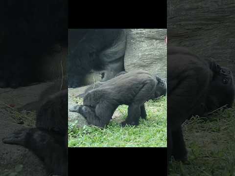 cute gorilla 🤣 gorillatag taipeizoo 金剛猩猩 台北市立動物園 zoo funny… サムネイル