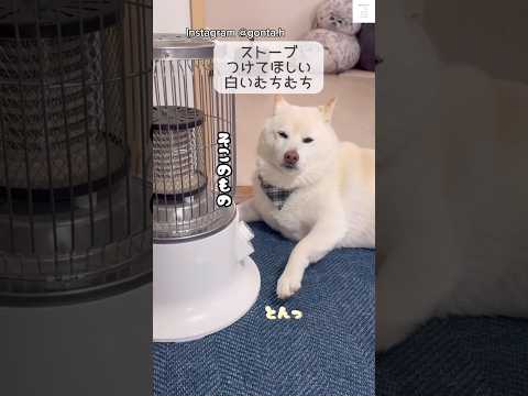 ストーブ独占してる柴犬　柴犬　白柴　犬　かわいい犬  面白い サムネイル