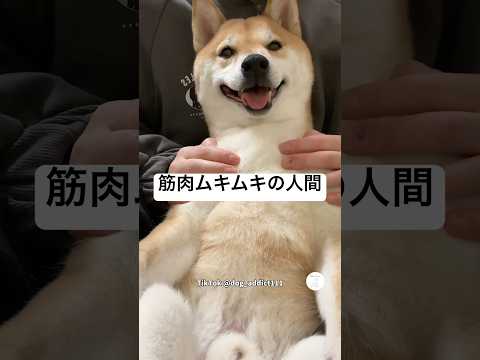 ムキムキに見える…人間みたいな柴犬　　柴犬　犬　筋肉 　面白い　かわいい犬 サムネイル